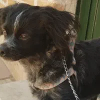 یک قلاده سک خانگی|سگ|چهارباغ, |دیوار