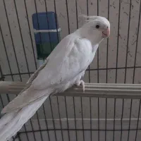 عروس هلندی|پرنده|بندرعباس, |دیوار