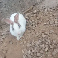 خرگوش سفید ماده بزرگ