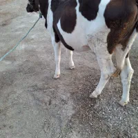 گوساله