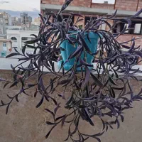 گل برگ بیدی