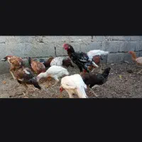 مرغ صندی وترک