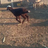 بره شیر خور