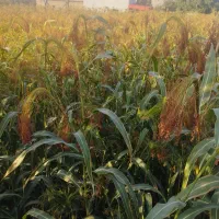 جارو خوشه|خدمات باغبانی و درختکاری|آشخانه, |دیوار