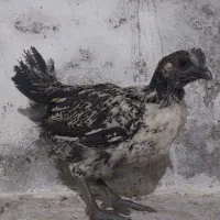 88عدد جوجه نژاددار درهم برهما گلین آمرکانا لاری|حیوانات مزرعه|آمل, |دیوار