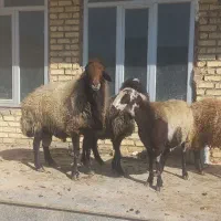 میش قوچ بره|حیوانات مزرعه|مبارکه, |دیوار