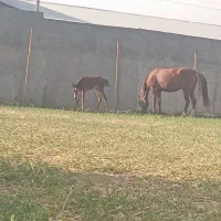 فروش مادیون با کره مادیان|اسب و تجهیزات اسبسواری|سیلاخور, |دیوار