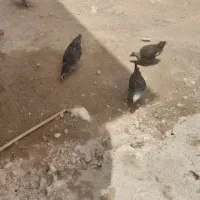 مرغ وجوجه بومی