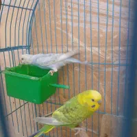 مرغ عشق|پرنده|شیراز, قالیشویی|دیوار