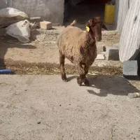 بره قوچی همو درجه یک با برگه ازمایش معتبر