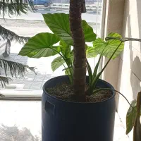 گل بابا ادم سه متری