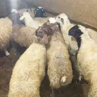 بره نر