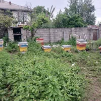 زنبور کندو آمریکایی