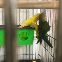 طوطی برزیلی سه ماهه|پرنده|فردیس, فردیس|دیوار