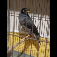 مرغ مینا نر افغان|پرنده|کرمانشاه, |دیوار