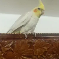 عروس هلندی|پرنده|اردبیل, |دیوار