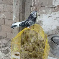 سلام سرور نر فروشی|پرنده|تبریز, |دیوار