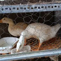 پرنده