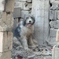 توله لاس ریشی|سگ|اصفهان, ملکشهر|دیوار