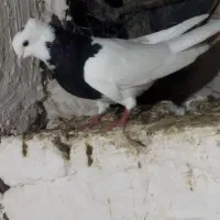 طوقی و تهرانی معاوضه (سهره )|پرنده|کرمانشاه, |دیوار