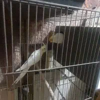 ۳جفت عروس با۲تانرتک|پرنده|قنوات, |دیوار