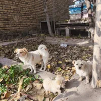 سگ پاکوتا|سگ|خوی, |دیوار