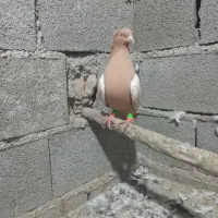 سینه زرد کاکلی