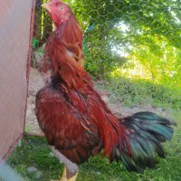 مرغ و خروس لاری|حیوانات مزرعه|آستانه اشرفیه, |دیوار