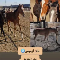 اسب|اسب و تجهیزات اسب‌سواری|سبزوار, قصبه غربی|دیوار