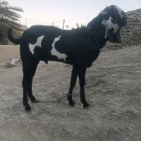 پاچن پنجاپ|حیوانات مزرعه|بم پشت, |دیوار