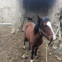 اسب|اسب و تجهیزات اسبسواری|نیشابور, ماروسک|دیوار