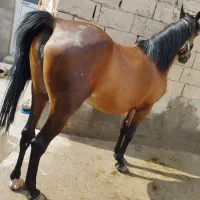 مادیان|اسب و تجهیزات اسب‌سواری|میاندوآب, |دیوار