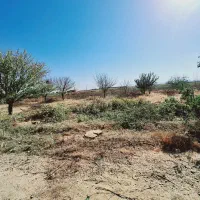 خریداره چوب همه نوع همه جا|خدمات باغبانی و درختکاری|قره چای, |دیوار