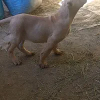 واگزاری سگ.توله سرابی