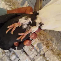 حمیدیه|پرنده|حمیدیه, |دیوار