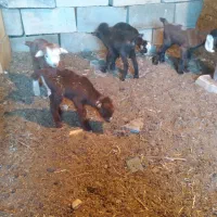 بزغاله سالم