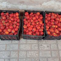 گوجه محلی|خوردنی و آشامیدنی|بجستان, |دیوار