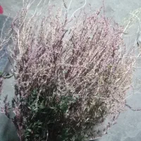 جارو محلی|لوازم نظافت|دهگلان, |دیوار