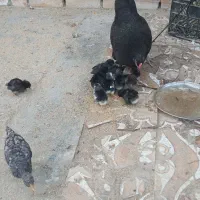 مرغ محلی باجوجه