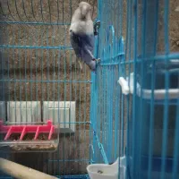 کوتوله برزیلی|پرنده|شیراز, شهرک مهرگان|دیوار