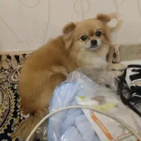 پامر ....|سگ|شهر ری, علایین|دیوار