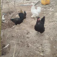 لهستانی ابریشمی مرندی