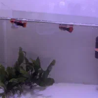 ماهی آکواریوم گوپی و زبرا|ماهی|امیرکلا, |دیوار