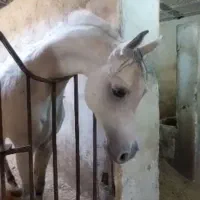 سیلمی عرب وارداتی