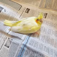 طوطی عروس سرلاکی|پرنده|بابل, |دیوار
