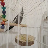 عروس هلندی نر وایت فیس