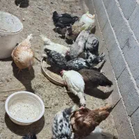 فروش ۱۰عدد مرغ گلین وپنگوئنی