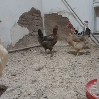 ده تا مرغ محلی تخم گذار