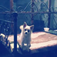 واگذاری سگ پامر عروسکی|سگ|اصفهان, سودان|دیوار