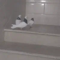 طوقی|پرنده|قیدار, |دیوار